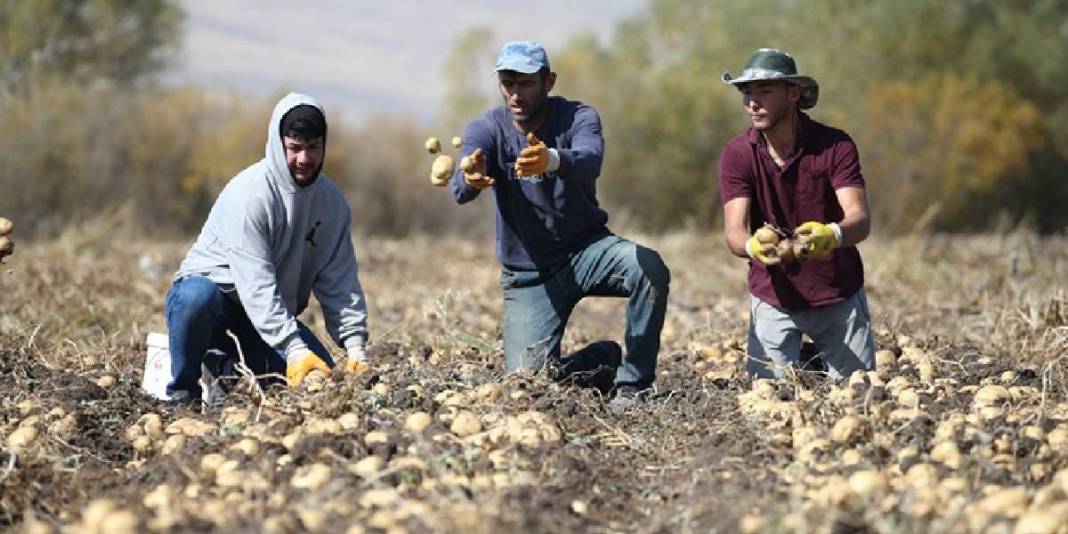 Kış erkenden geldi havalar soğudu! Toprak donmadan hasat telaşı başladı: El birliğiyle toplanıyor 1